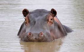 Hipopotamo - Taller Neurodanza y Cuatro Animales