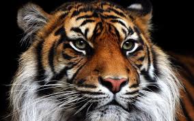 Tigre - Taller Neurodanza y Cuatro Animales